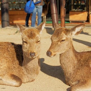 Adorable deers